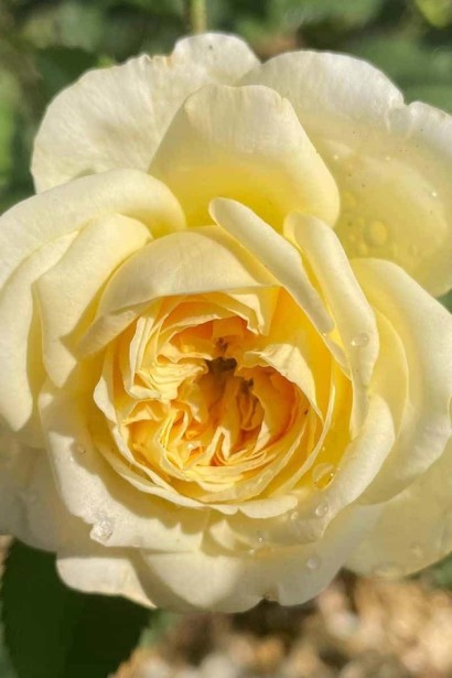 Троянда плетиста Пілігрим жовта | Роза плетистая Пилигрим желтая | Climbing rose Pilgrim yellow